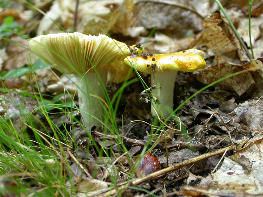 Capranica (Rm) il 02.06.2005