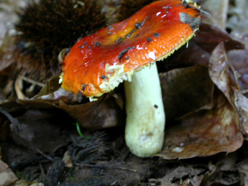 Capranica (Rm) il 02.06.2005