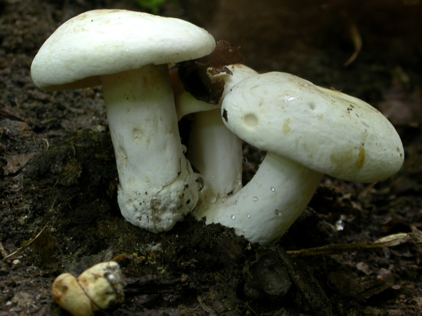 Capranica (Rm) il 02.06.2005