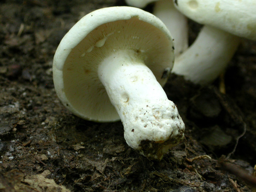 Capranica (Rm) il 02.06.2005