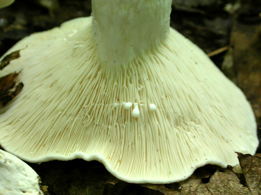 Capranica (Rm) il 02.06.2005