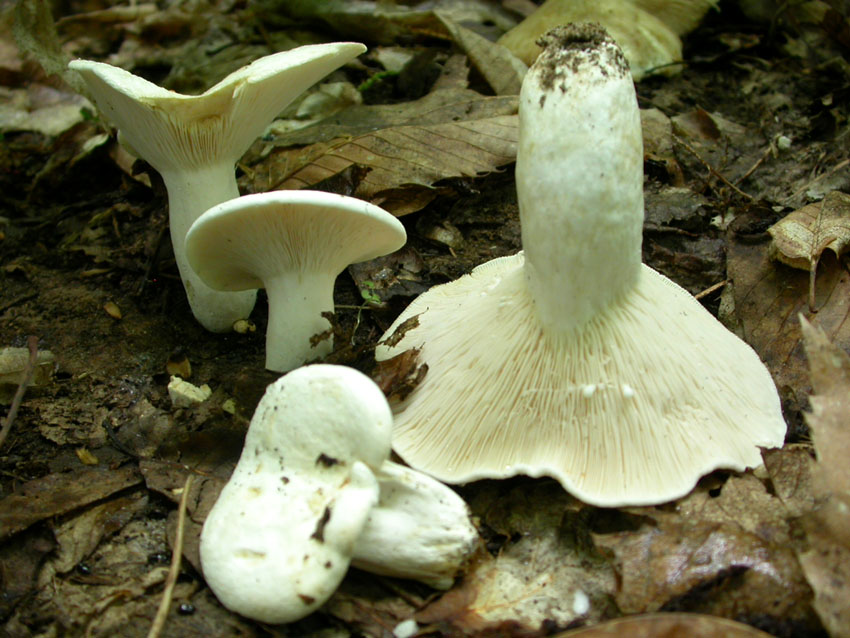 Capranica (Rm) il 02.06.2005