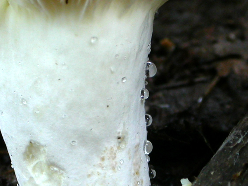 Capranica (Rm) il 02.06.2005