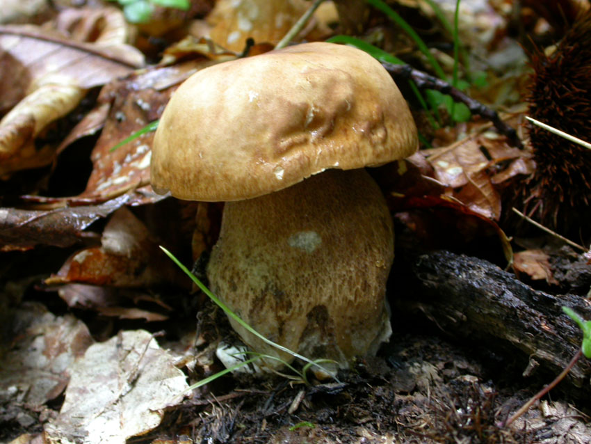 Capranica (Rm) il 02.06.2005