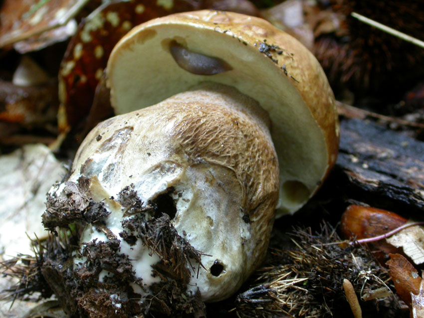 Capranica (Rm) il 02.06.2005