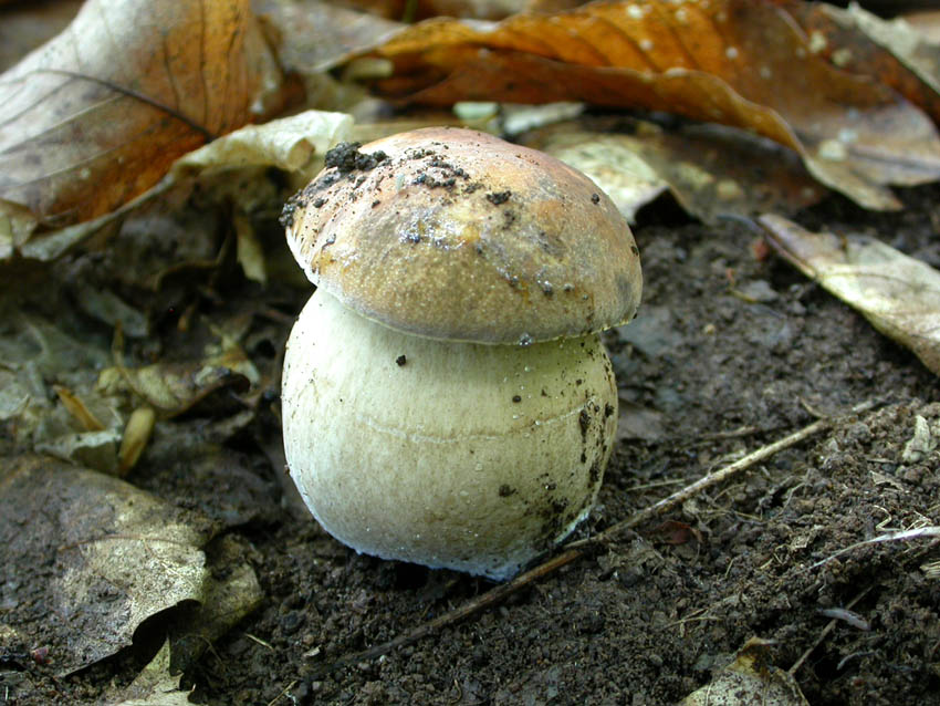 Capranica (Rm) il 02.06.2005