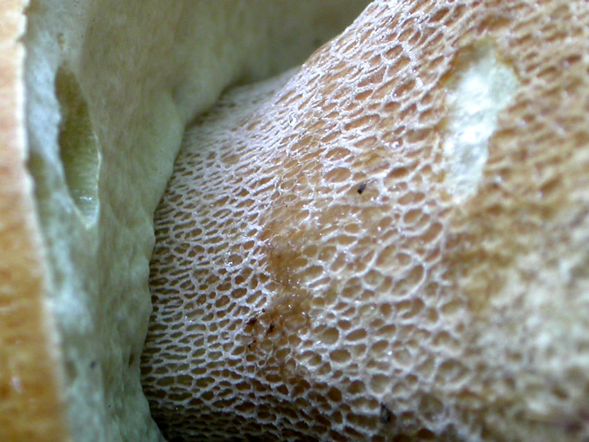 Capranica (Rm) il 02.06.2005