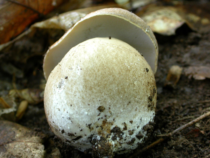 Capranica (Rm) il 02.06.2005