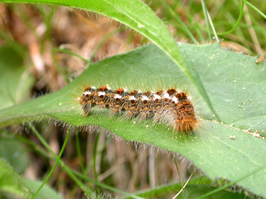 Bruco di Euproctis chrysorrhoea