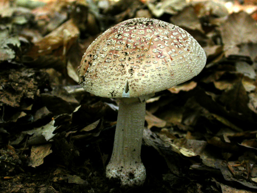 In faggeta il 28 maggio 2005