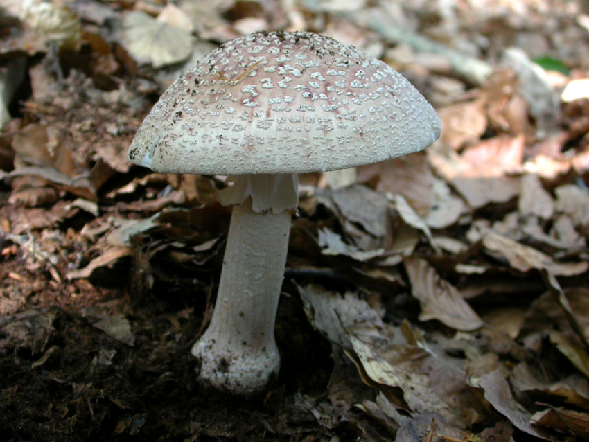 In faggeta il 28 maggio 2005