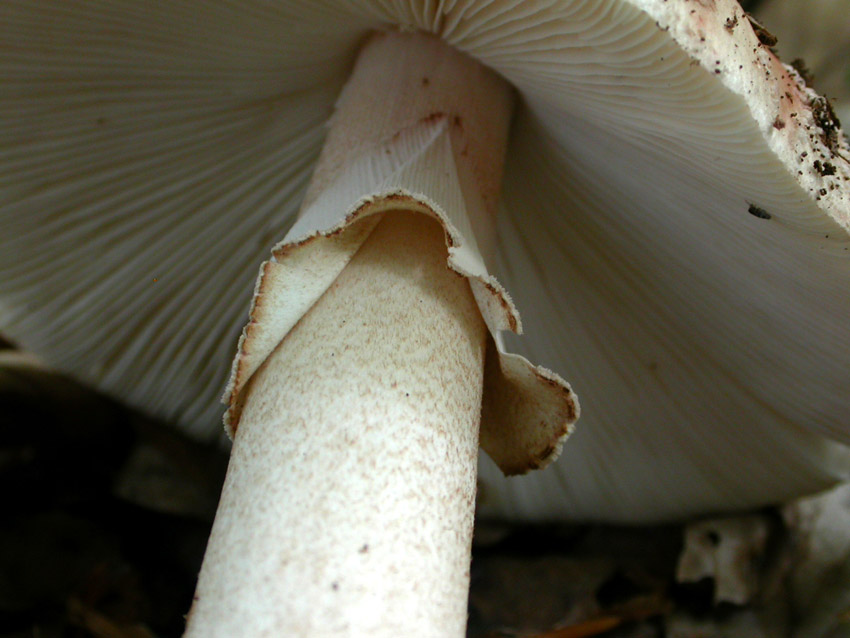 In faggeta il 28 maggio 2005