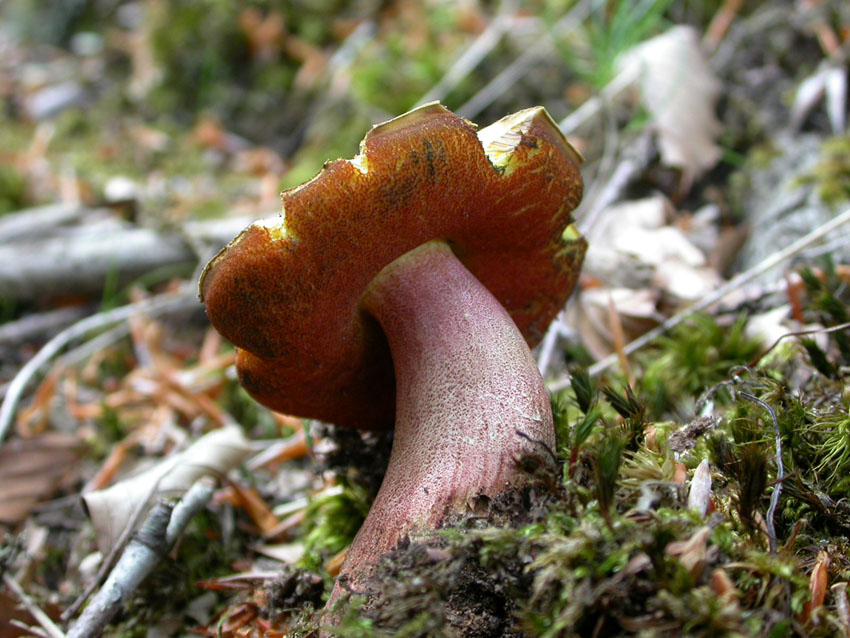 In faggeta il 28 maggio 2005