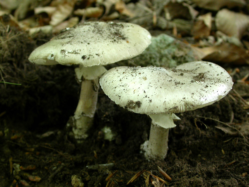 In faggeta il 28 maggio 2005