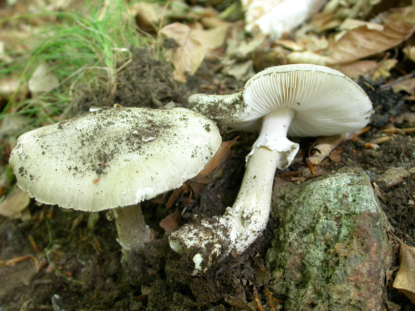 In faggeta il 28 maggio 2005