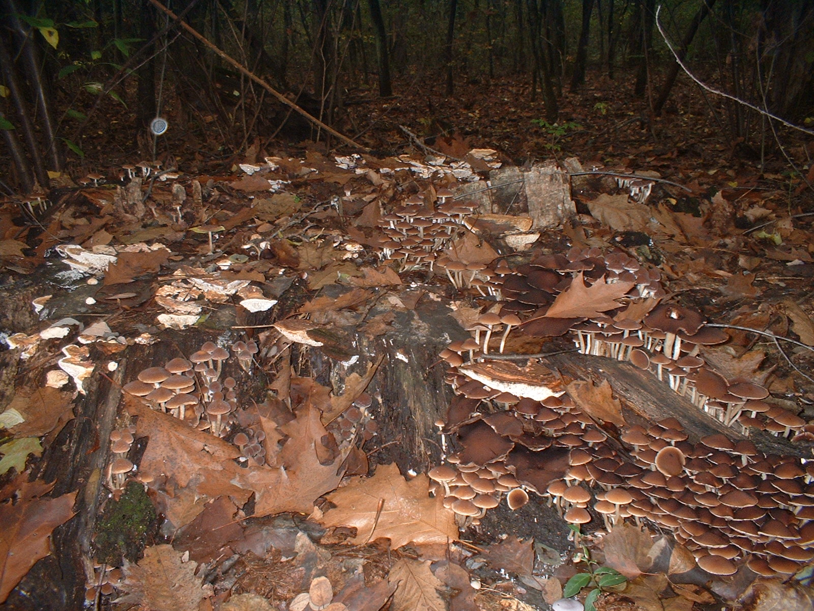 Riconoscete questi funghi??