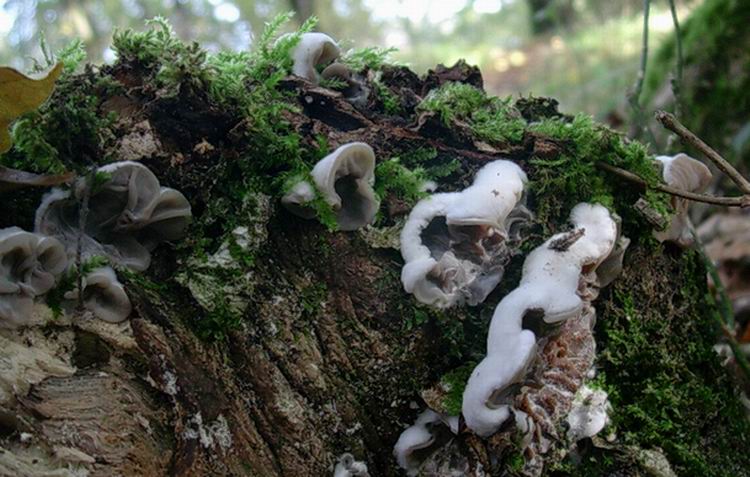 Auricularia mesenterica