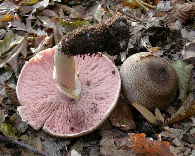 ...funghi da determinare