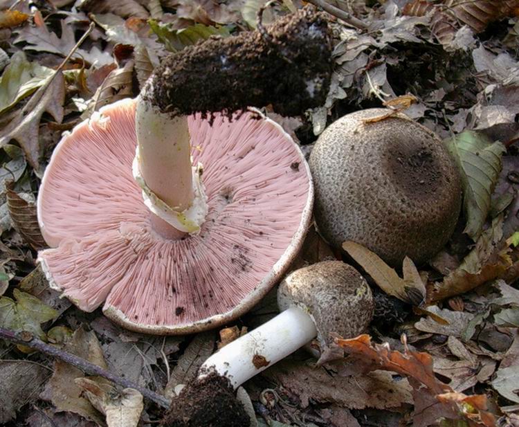 ...funghi da determinare