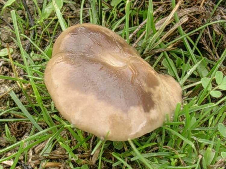 Pleurotus eryngii