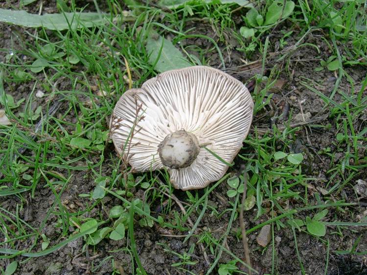 Pleurotus eryngii