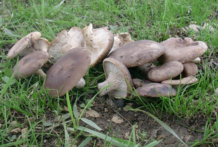 Ancora Pleurotus eryngii