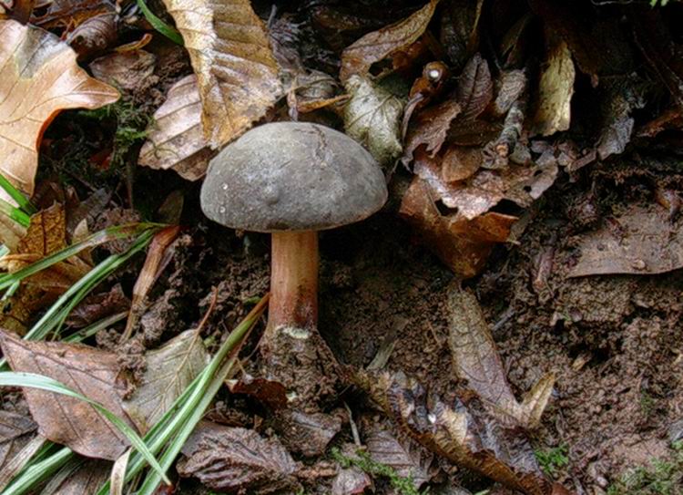 xerocomus? (cfr. Xerocomus pruinatus)