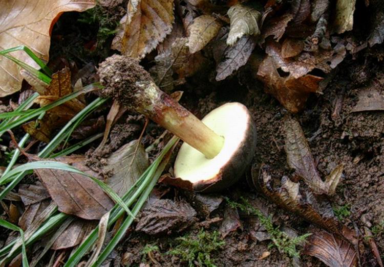 xerocomus? (cfr. Xerocomus pruinatus)