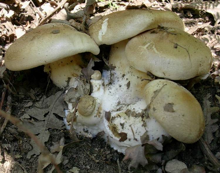 ...funghi da determinare (cfr. Leucopaxillus macrocephalus)