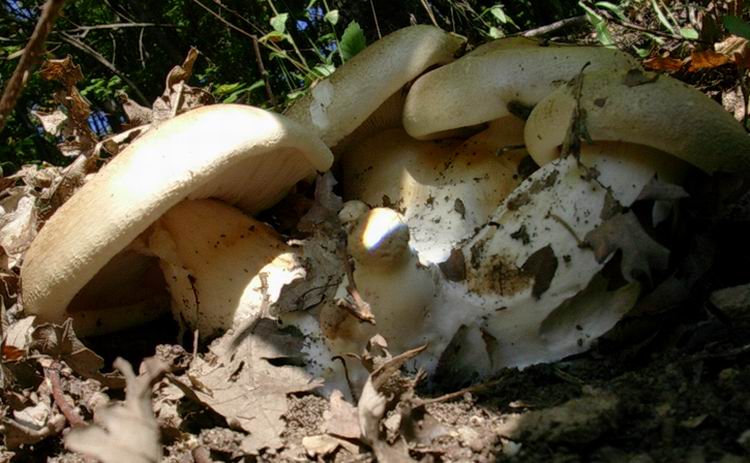 ...funghi da determinare (cfr. Leucopaxillus macrocephalus)