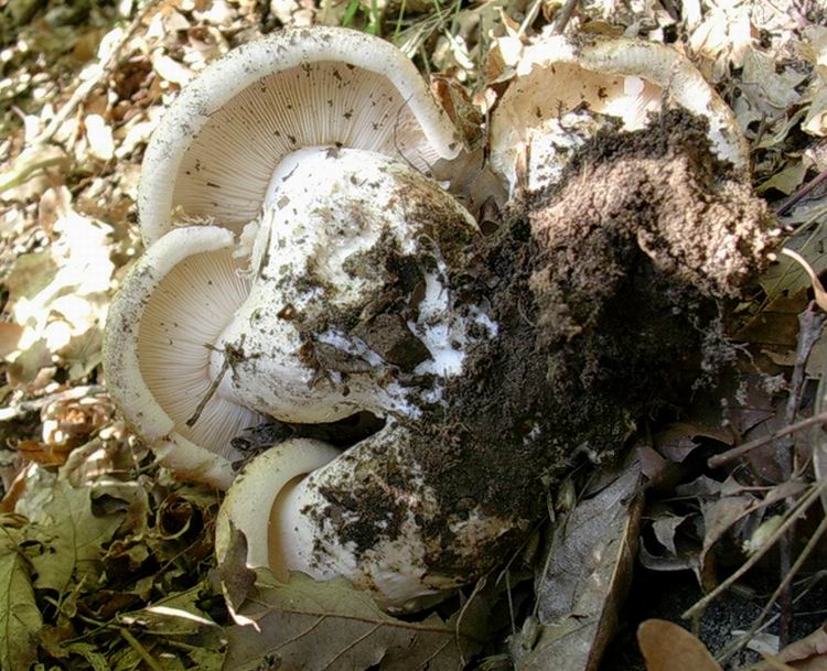 ...funghi da determinare (cfr. Leucopaxillus macrocephalus)
