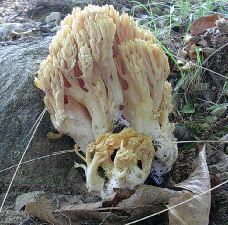 Ramaria flava