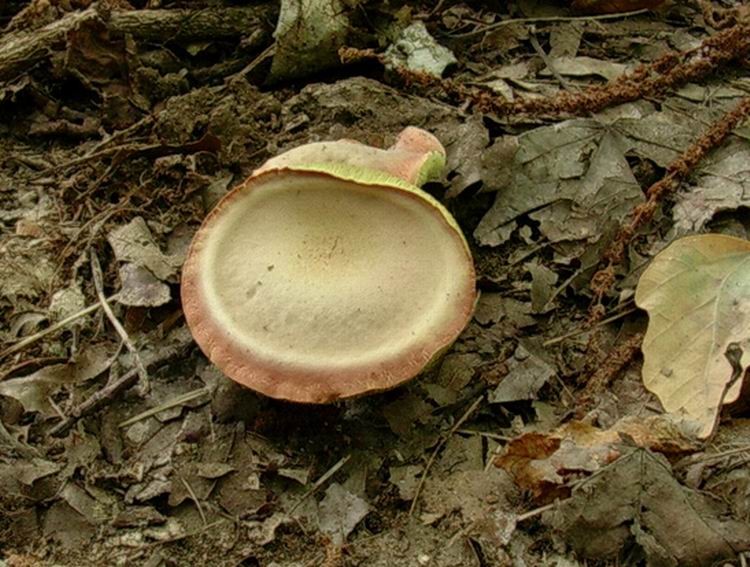 ...boletus????