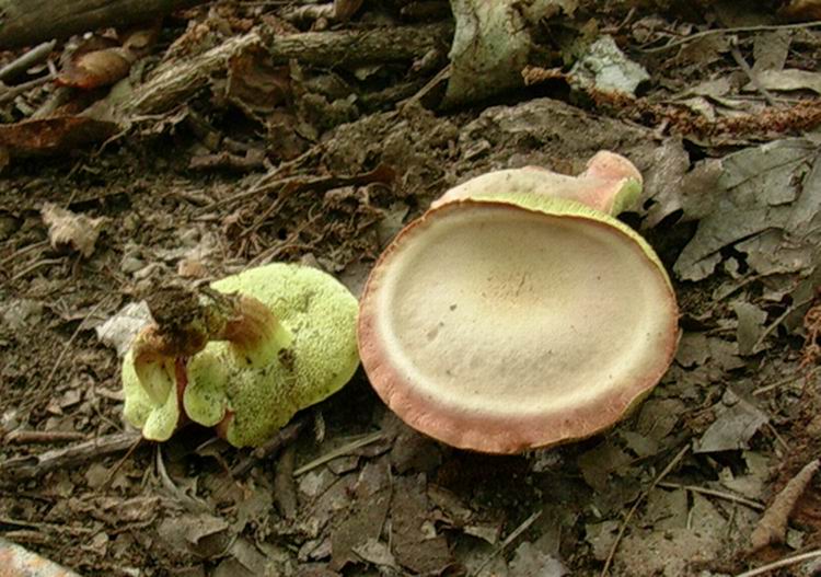 ...boletus????