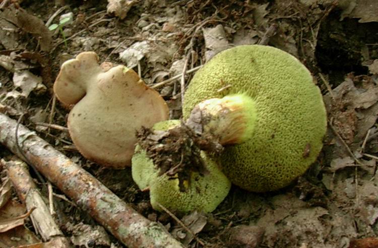 ...boletus????