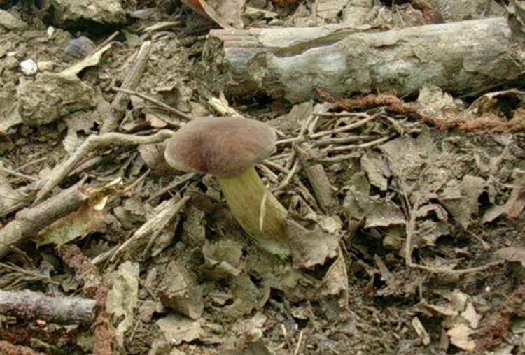 boletus (cfr. Xerocomus subtomentosus)