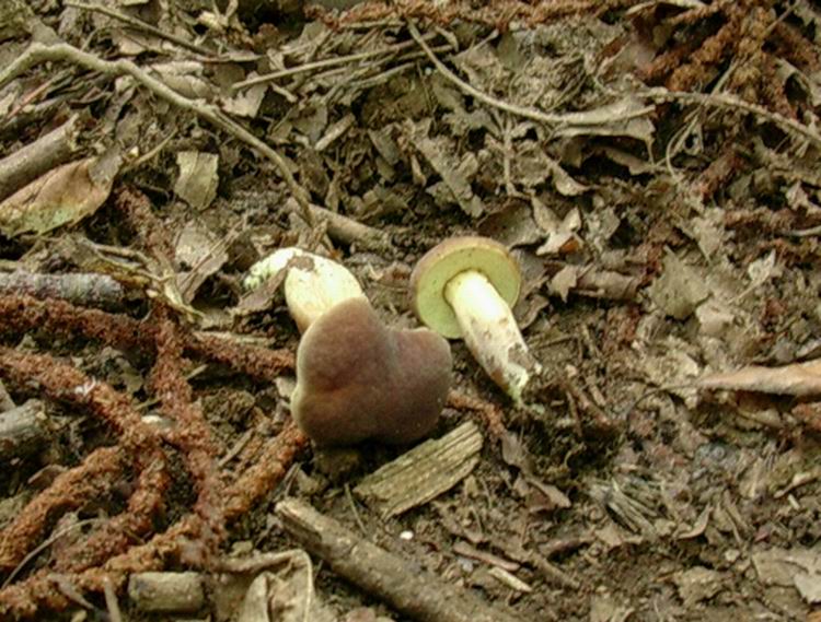boletus (cfr. Xerocomus subtomentosus)