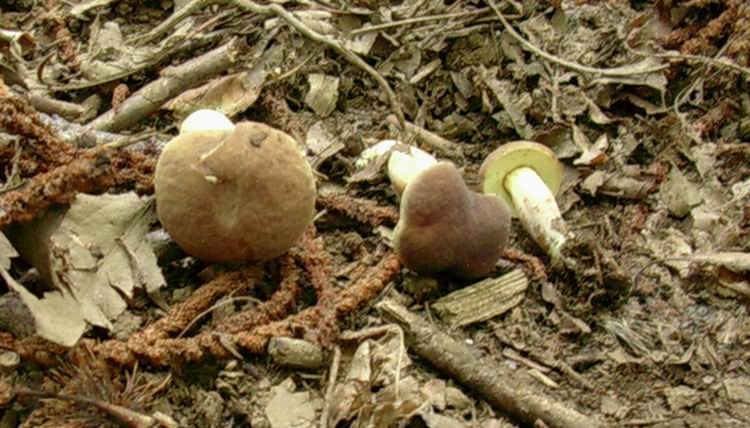 boletus (cfr. Xerocomus subtomentosus)