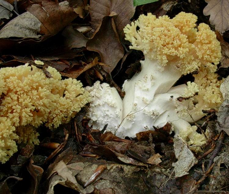 ramaria