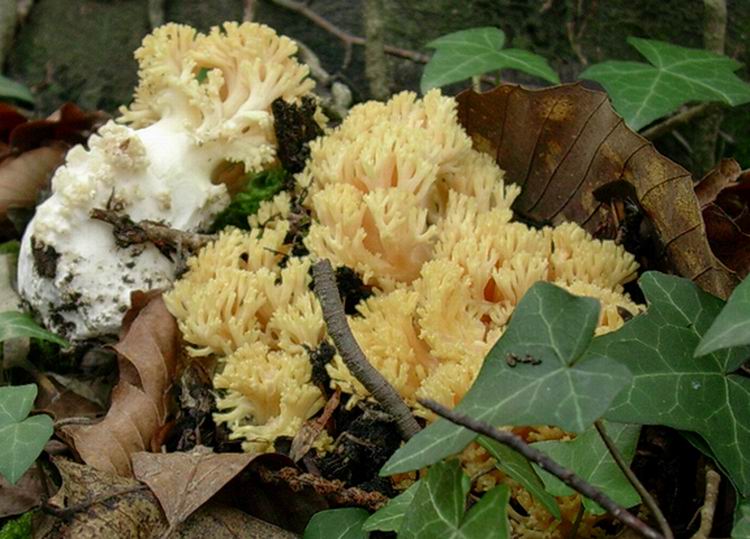 ramaria