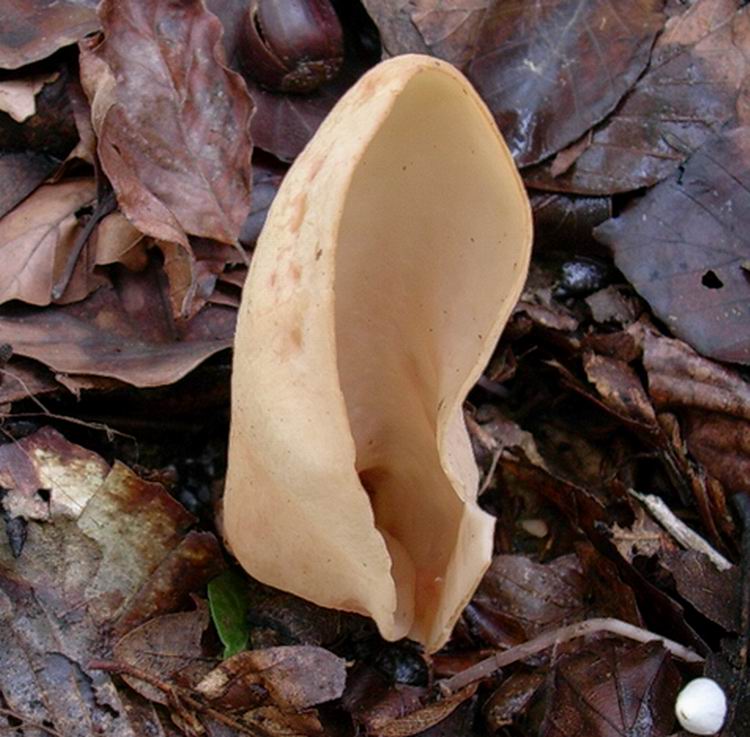 Otidea onotica (cfr. Otidea alutacea)