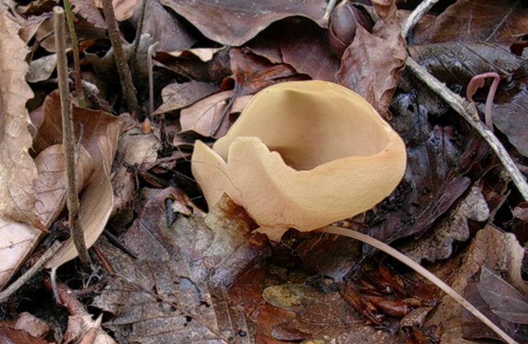 Otidea onotica (cfr. Otidea alutacea)