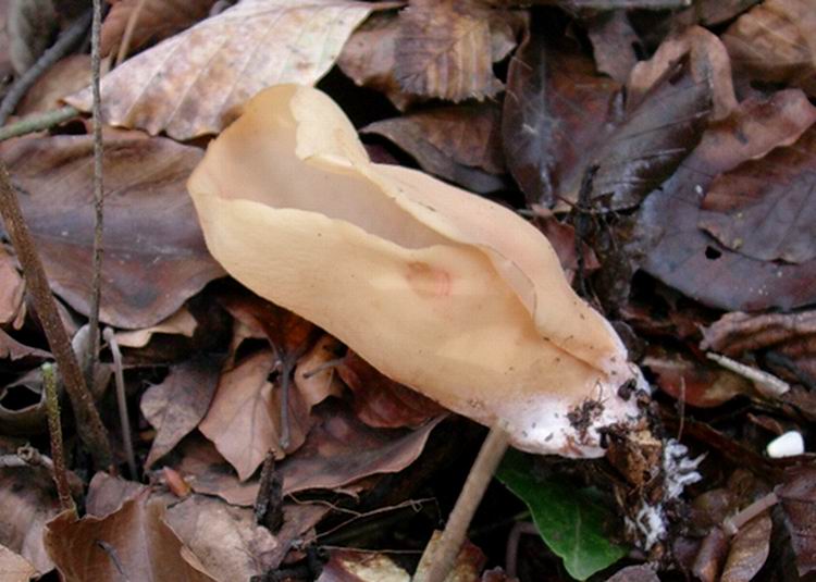 Otidea onotica (cfr. Otidea alutacea)