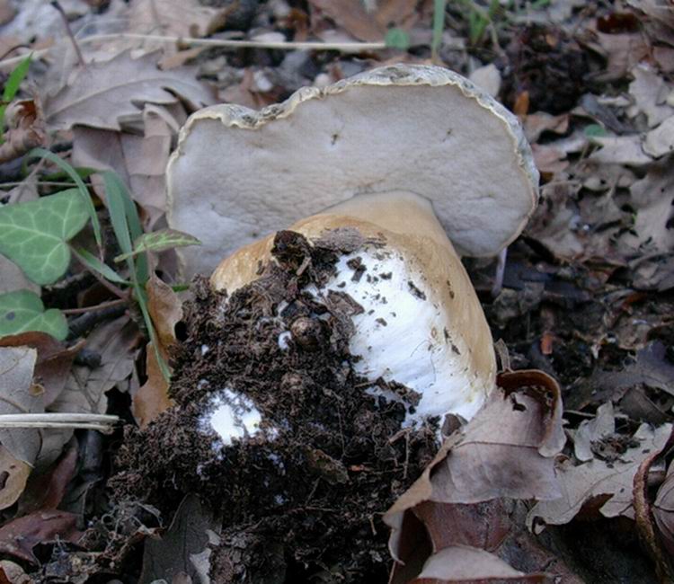 porcini 3