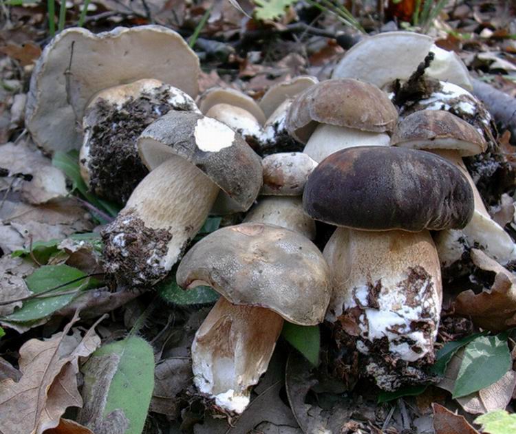 porcini 3