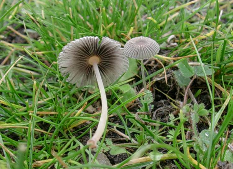 ...funghi da determinare (cfr. Parasola plicatilis)