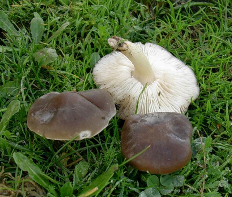 ...funghi da determinare