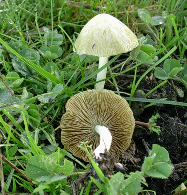 ...funghi da determinare (cfr. Bolbitius vitellinus)
