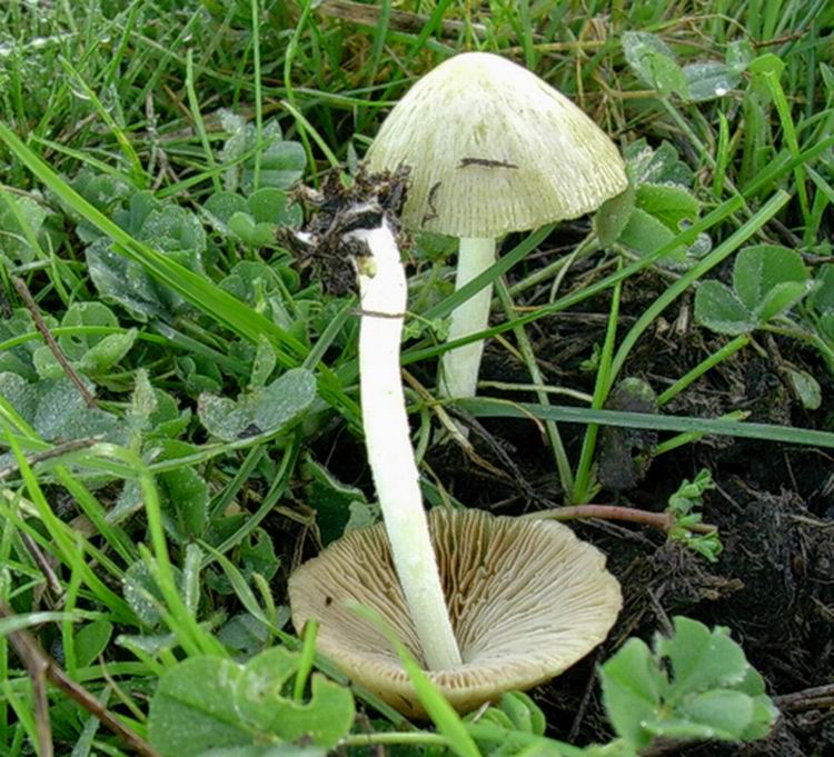 ...funghi da determinare (cfr. Bolbitius vitellinus)