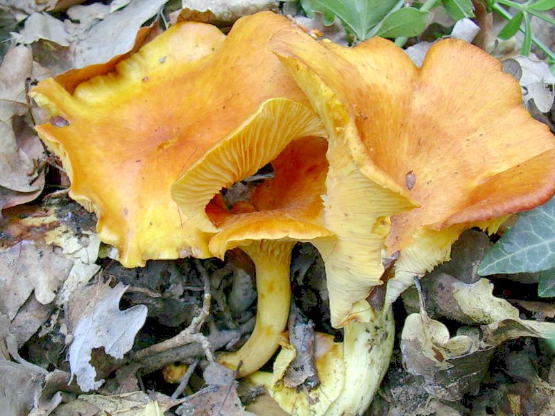 Omphalotus olearius fuori stagione